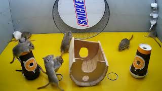 Cat TV mice digging burrows / holes in sand and hide & seek for cats to watch 4k 10 hour UHD by mouse channel 3,138 views 3 weeks ago 10 hours, 5 minutes