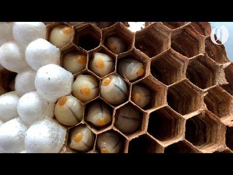 Asian giant hornet nest destroyed in Washington