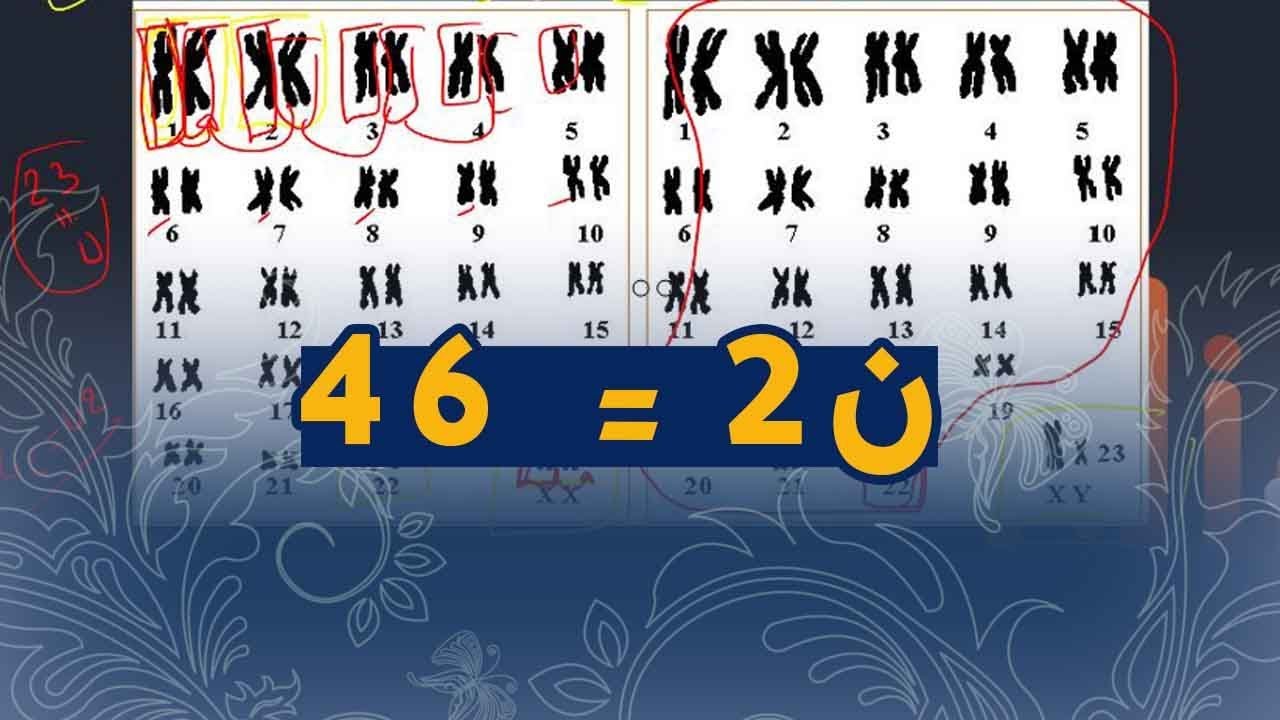 علوم طبيعية السنة الرابعة متوسط معنى 2ن يساوي 46