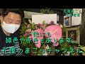「開店花を作ります！」花屋のまこっチャンネル