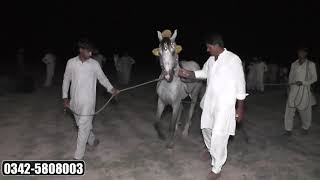 Horse Dance l chak no 102 chel 46 ada sargodha l panjab horse dance l pakistan horse dance l 698