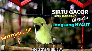 Sirtu/Cipoh gacor,teruji ampuh 100% untuk mendongkrak emosi semua jenis sirtu .