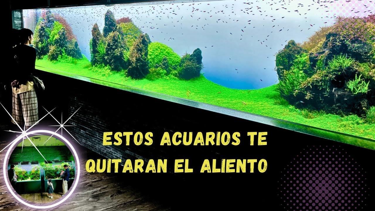 LOS ACUARIOS PLANTADOS MÁS GRANDES DE JAPÓN