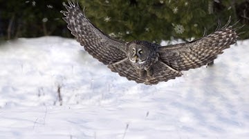 parallaxing an owl | after effects