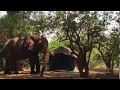 Pafuri Elephant visiting the Walking Safari Camp