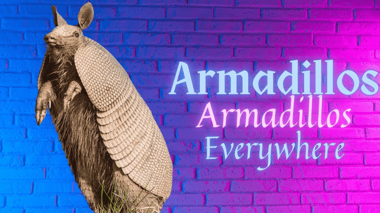 🦔 The Amazing Life of Armadillos – From Birth to Burrow! 🌿 #Wildlife # ...