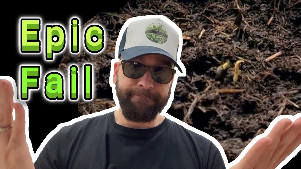 Macht nicht diesen FEHLER! Unser Cannabis Amnesia Haze-Anzucht-Abenteuer - Scheitern & Neuanfang 🌱🌟