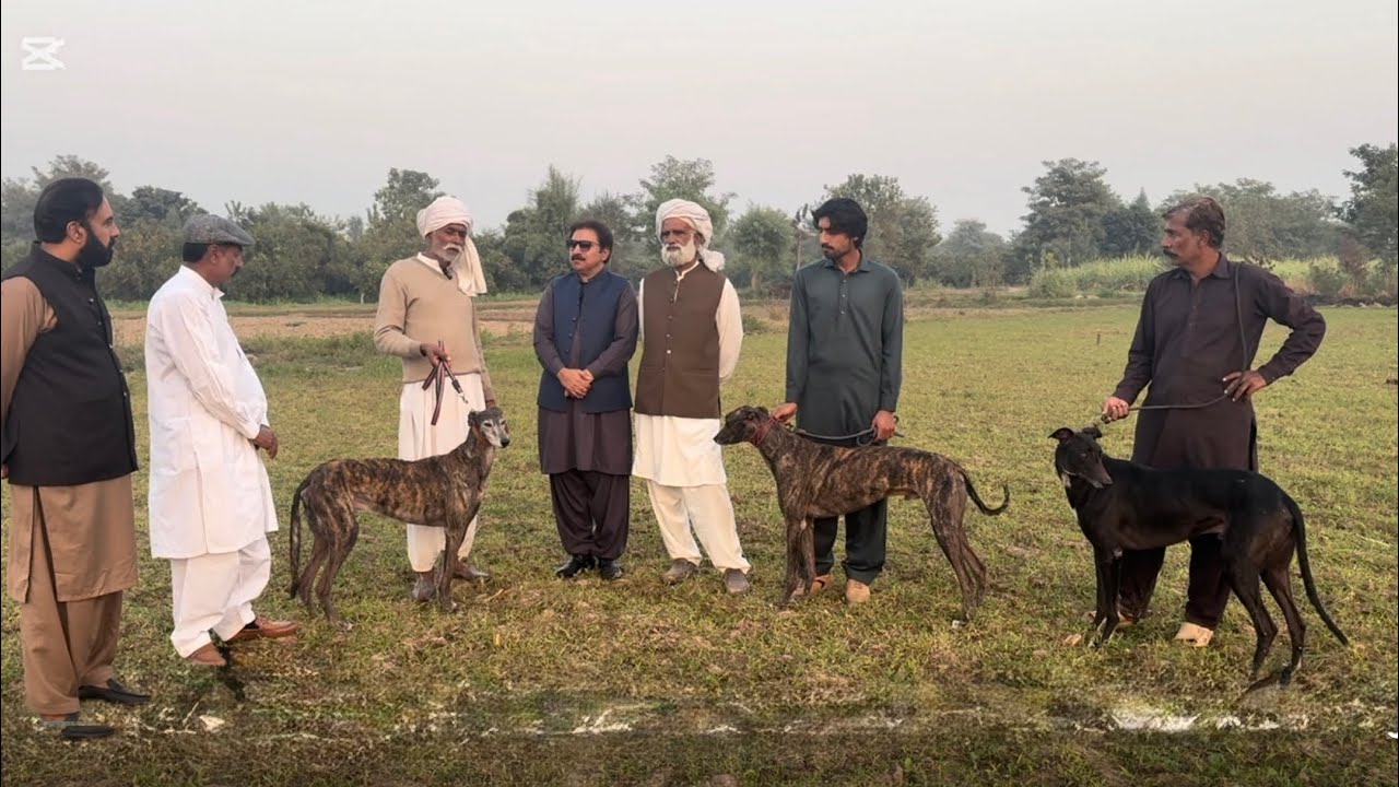 Breeding ground | Maher shokat luck | Stud dogs, Sargodha.