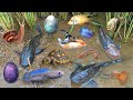 Catch Beautiful Ornamental Fish in Flood Fields After Storm, Crayfish, Frog, Baby Turtles, Goldfish