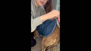 Mklhgty Dog Coat Try On and Review