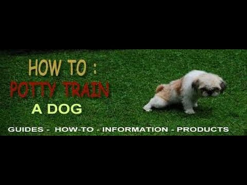 puppyblog1-how-to-potty-train-a-puppy-♥-4-easy-steps-♥-puppyblog1
