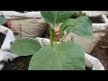 Cauliflower Growing Techniques in Cement Bags បច្ចេកទេសដាំខាត់ណាក្នុងបាវស៊ីម៉ងត៍