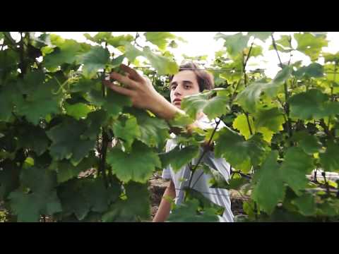 კომპანია \"ასადელი\" - TV24