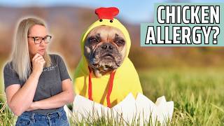 Is Your Dog Allergic to Chicken Signs Most Owners Miss