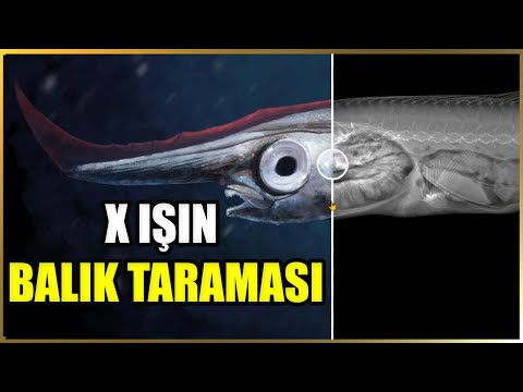 Video: Panduan Pelawat Akuarium Teluk Monterey