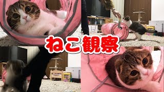 【モニタリング】ママが目を離している間の猫【スコティッシュフォールド】【Scottish Fold】
