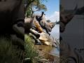 Rinosross aggressive defending from crocodile #rino #croc #ai #aishorts #viralvideo  #shortvideo