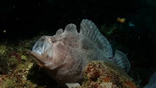 Giant Frogfish Caught Yawning Wide