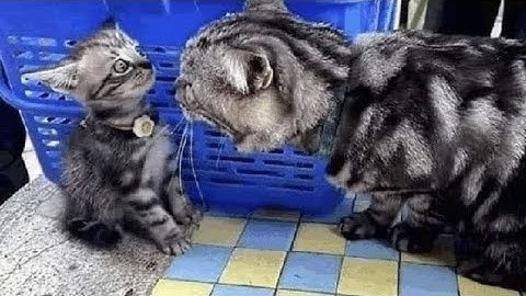 GP part for my Collab (Unnamed Collab)