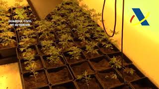 Operación Inxer-Toro. Desmantelado un laboratorio equipado para manipular cannabis genéticamente