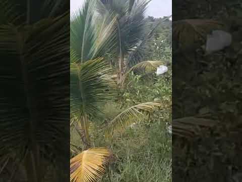 Video loại ổi siêu nghọt trái trắng cây trong vườn dừa mã... - youtube