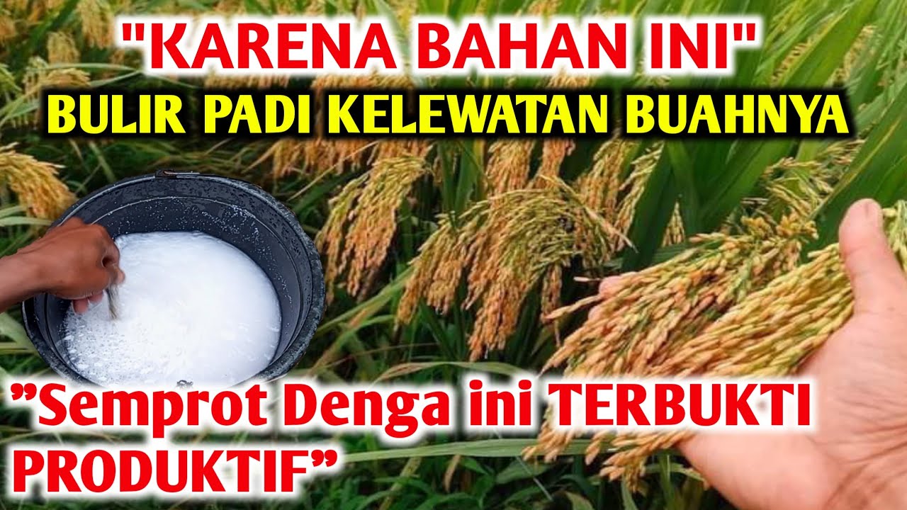 Percaya atau tidak dengan ini PANEN PULUHAN TON Cara agar panen padi melimpah Pupuk organik cair