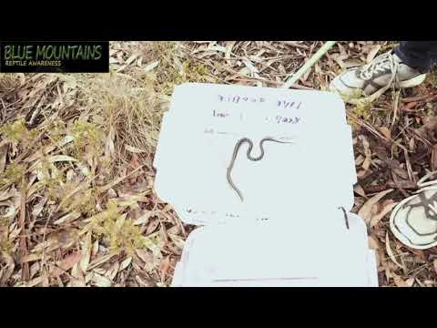 yowie ice cream Releasing a Broad headed snake