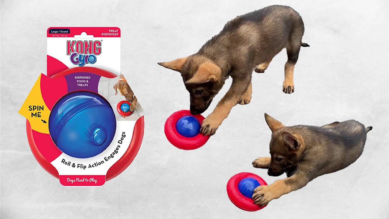 9 weeks old German Shepherd playing with Kong Gyro Food Dispenser toy