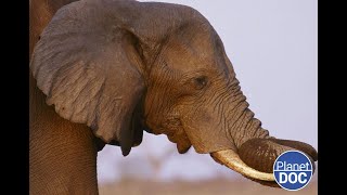 What is Loxodonta africana? This is why it is unique on Planet Earth (FULL DOCUMENTARY)