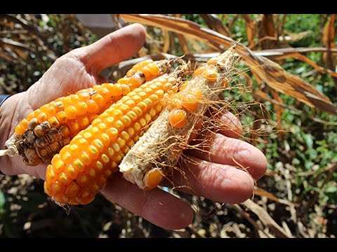 ¿Qué pasó con el maíz transgénico en Campoalegre, Huila?