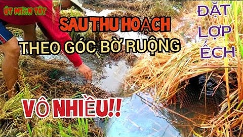 Đặt Lợp Ếch Theo Góc Bờ Ruộng/Sau Thu Hoạch/ Ếch Chạy Quá Đã@ Út Miền Tây