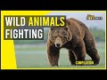 Wild Animals in Fight 😍😀 Real Animal Fights