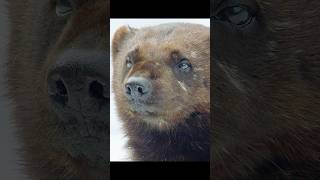 The largest mustelid on Earth is a glutton. #wildlife #animals #shorts