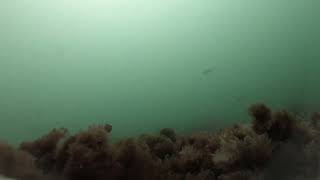 2021-10-14 - Atlantic Tomcod at High Pine Ledge
