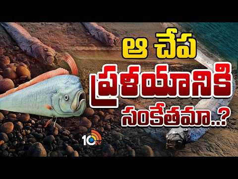 Doomsday Fish | Oar Fish | అది కన్పించిందంటే ఏదోక భయానక ఘటనలు | 10TV - 10TVNEWSTELUGU