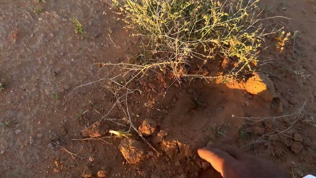 ربيع طيب .. ويمكن تلقى فقع .. انت وحظك 