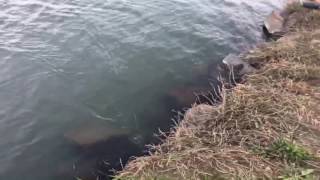 ZEBCO BULLET キャスティング編