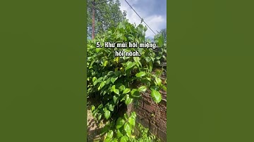 8 CÔNG DỤNG KỲ DIỆU CỦA LÁ TRẦU KHÔNG | Mẹo dân gian chữa bệnh | Bài thuốc từ thảo dược