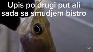 Pecanje smudja fishingzander ribalka