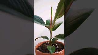 Ficus Elastica care #ficus #plants #shortvideo #shorts #nature #indoorplants #plantcare