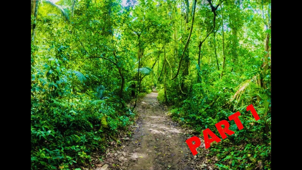 Relaxing Jungle/Rainforest Background Noise YouTube