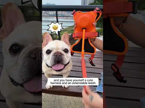 Video: Mogu li se pojasevi za pse nositi cijelo vrijeme?