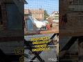 Lambadi patta delivery dilam umarpur Rajib da ke #pigeon #pigeonsale #kabutar #pigeonlover #andhra