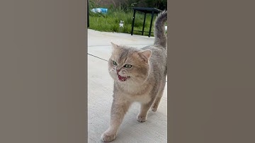 Meow express arrives at full-speed