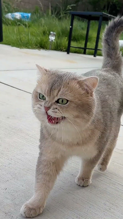 Meow express arrives at full-speed