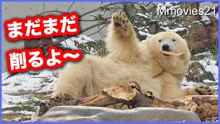 【ホッキョクグマ】アーティスト・リラ 製作中に困ったこと/お座りデナリはお手入れ中に飼育員さん発見 Polar Bears Life
