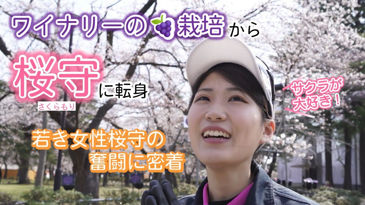 【特集】なぜ“桜守”に？「この景色を次の世代にも」長野県から移住してきた29歳女性桜守の奮闘に密着【新潟】スーパーJにいがた4月11日OA