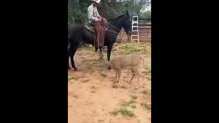 😱 el que no sabe lazar  🦌🦌