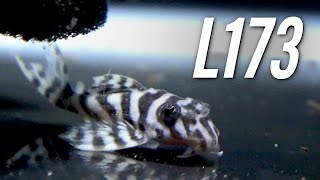 Unboxing My New L173 Pleco Group
