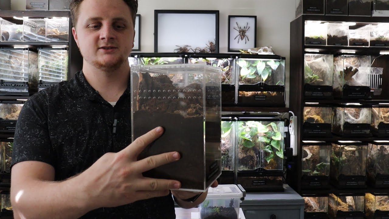 Choosing the Best Tarantula Enclosure